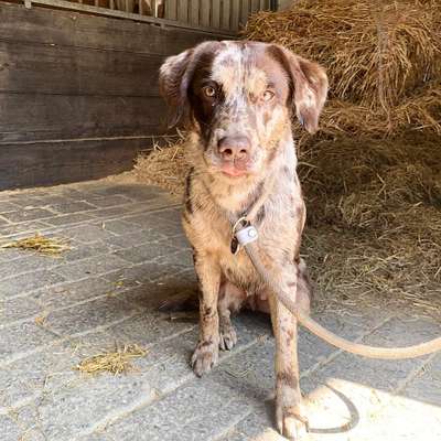 Aussiedors oder Leopard Labrador Gruppe-Beitrag-Bild