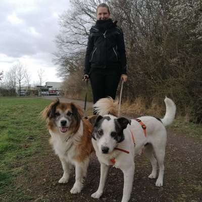 Hundetreffen-Gassitreffen und Toben-Profilbild