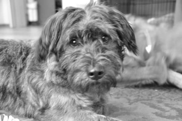 Die Dogorama Kalender Challenge Titelbild-Beitrag-Bild