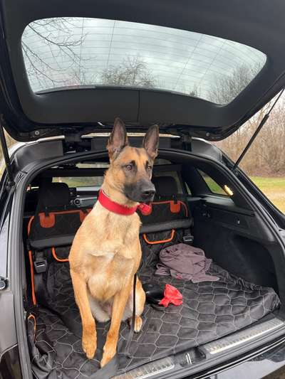 Zeigt eure Malinois!!!-Beitrag-Bild