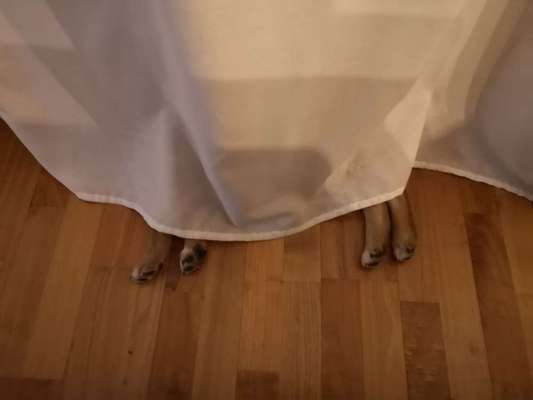 Dogorama Photo Challenge - Tarnung ist alles-Beitrag-Bild