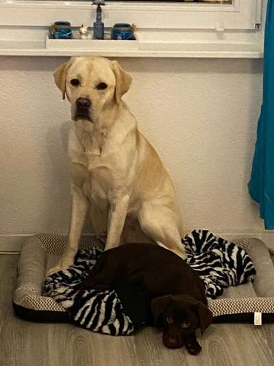 Schwarmwissen gefragt. Verletzungsgefahr beim Welpen?-Beitrag-Bild