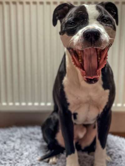 Wo sind meine AMERICAN BULLDOGS?-Beitrag-Bild