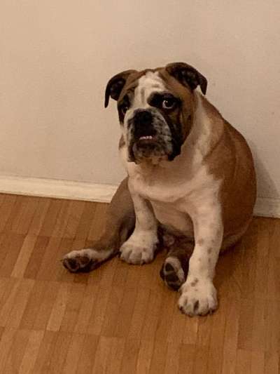 Lustige Bilder-Beitrag-Bild