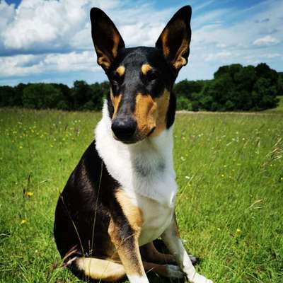 Hundetreffen-Soziales Treffen einfach miteinander kommunizieren :-)-Bild