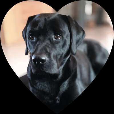 Reinrassige Hunde?-Beitrag-Bild