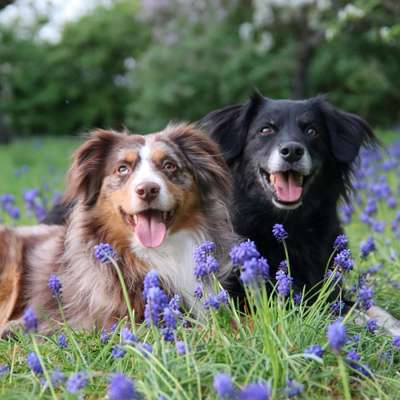 Hundetreffen-Gassi- / Trainingspartner gesucht-Bild