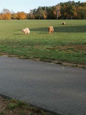 Hundeauslaufgebiet-Volkspark Marienberg-Bild