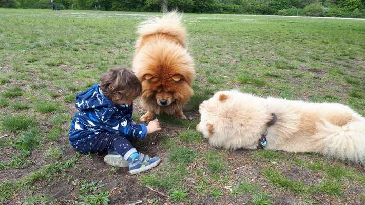 Wie wichtig ist euch das Aussehen eures Hundes?-Beitrag-Bild