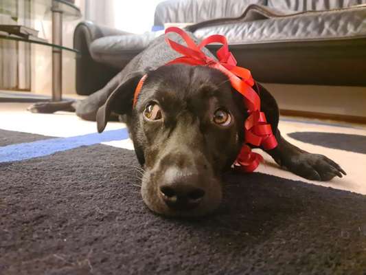 Dogorama Photo Challenge - Tre Chic!-Beitrag-Bild