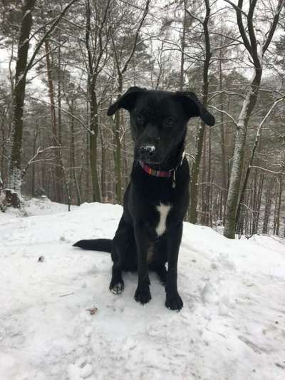 Mischlingshunde Foto Aufruf-Beitrag-Bild