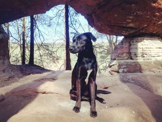 Hunde aus dem Tierschutz: Bulgarien-Beitrag-Bild