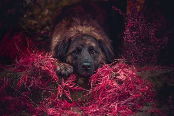 Lieblingsbild-Beitrag-Bild