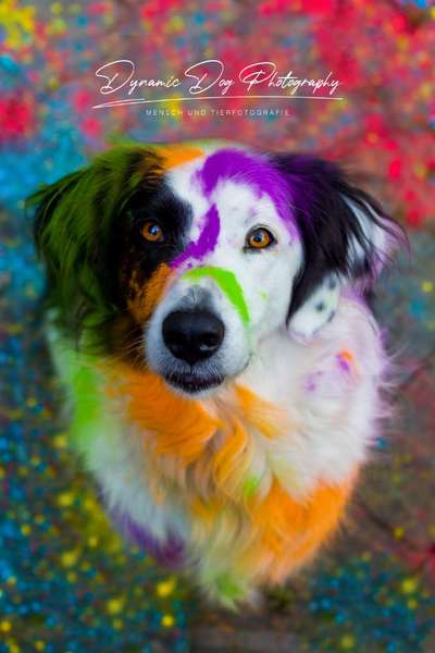 Fotochallenge Nr 96.: Bunt, Bunter, Hund 💐🌹🍁-Beitrag-Bild