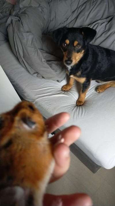 Andere Haustiere?-Beitrag-Bild