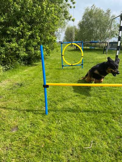 Hovawart-Beitrag-Bild