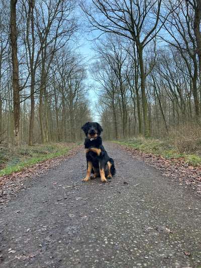 Hovawart-Beitrag-Bild