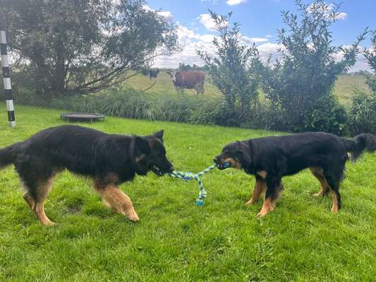 Hovawart-Beitrag-Bild