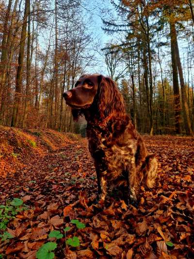 🐶 Sind Bürohunde jetzt VERBOTEN?! 😱-Beitrag-Bild