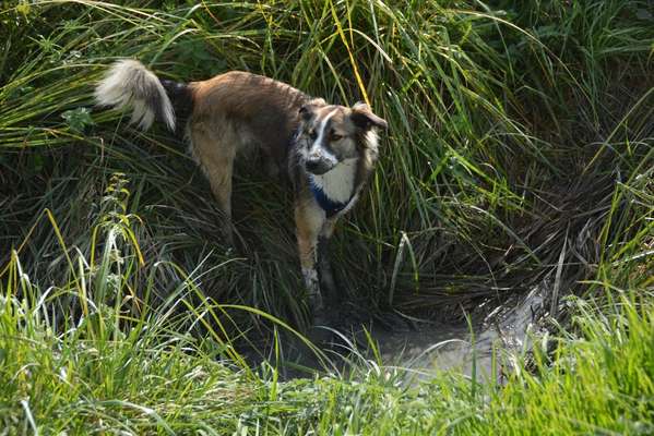 Die Dogorama Kalender Challenge Titelbild-Beitrag-Bild