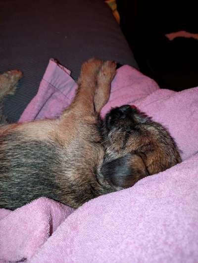 Border Terrier-Beitrag-Bild