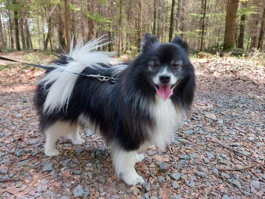 Hundetreffen-Gassirunde im Lautrer Wald-Bild