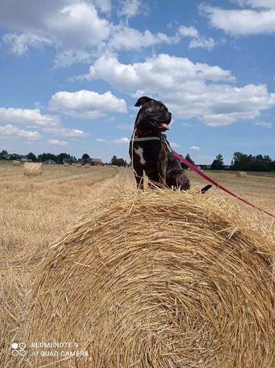 cane corso-Beitrag-Bild