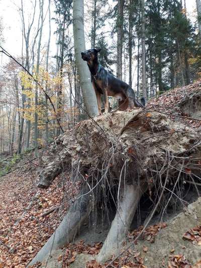 Dein Hund im Dogorama-Kalender 2021-Beitrag-Bild