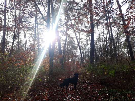 Dein Hund im Dogorama-Kalender 2021-Beitrag-Bild