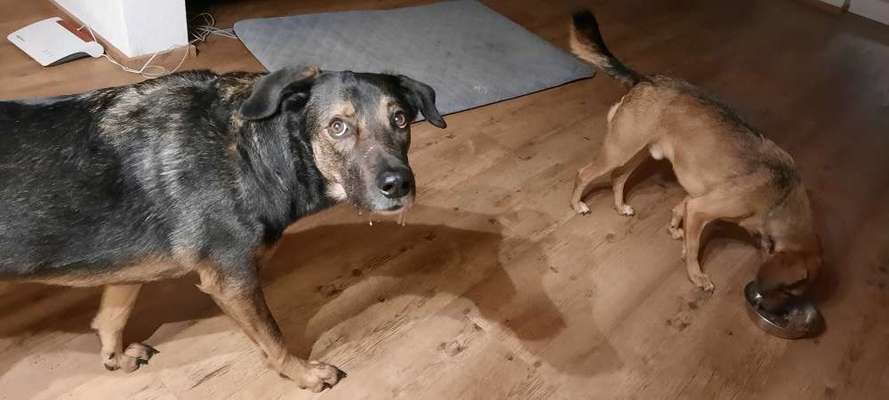 Challenge Nr. 20 - Mein Hund, der Dieb-Beitrag-Bild