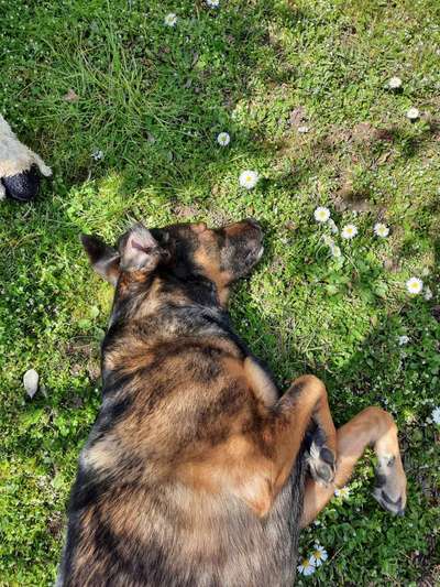 Challenge 23 : "  Euer Hund beim Frühlingserwachen "-Beitrag-Bild