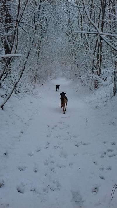 Dein Hund im Dogorama-Kalender 2021-Beitrag-Bild