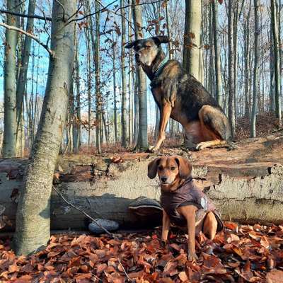 Hundetreffen-Gassitreff rund um Nußloch-Bild