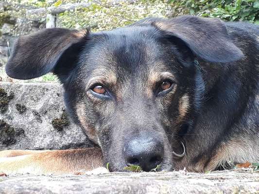 Dein Hund im Dogorama-Kalender 2021-Beitrag-Bild