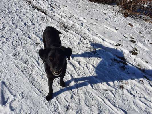 Seltene Rassen!-Beitrag-Bild