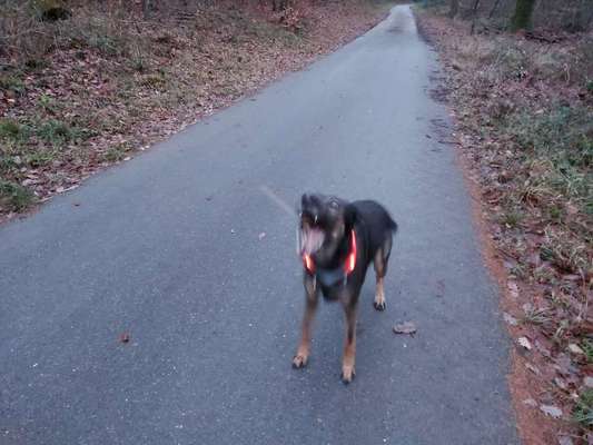 Challenge Nummer 7                          Schnapp das Leckerlie-Beitrag-Bild