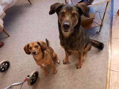 Heute gibt es.....der "ich mach die Leckerlis-Selber-Thread"-Beitrag-Bild