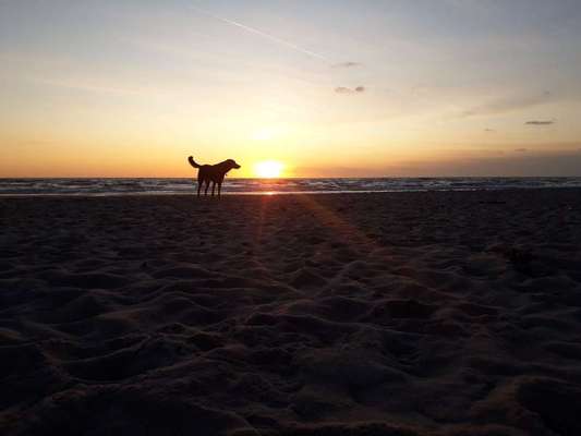 Dein Hund im Dogorama-Kalender 2021-Beitrag-Bild