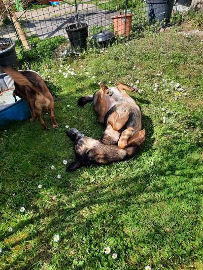 Fotochallenge No. 26                                     Wald und Wiese-Beitrag-Bild