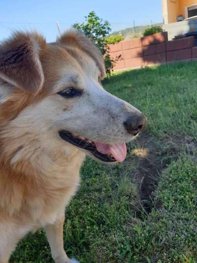 Die Dogorama Wochen Challenge: “Dein Hund im Urlaub”-Beitrag-Bild