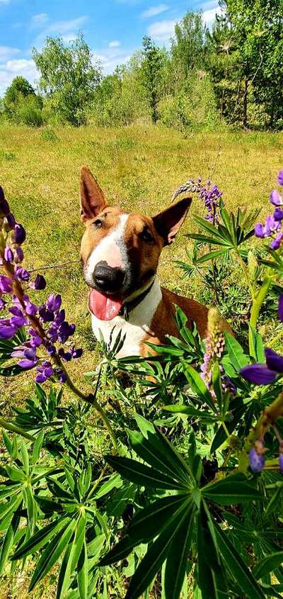Miniatur Bull Terrier-Beitrag-Bild