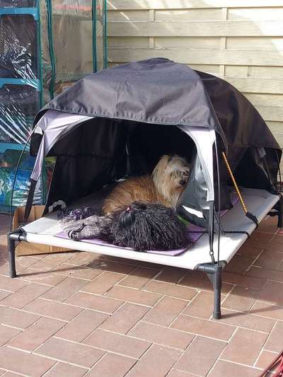 Havaneser-Beitrag-Bild