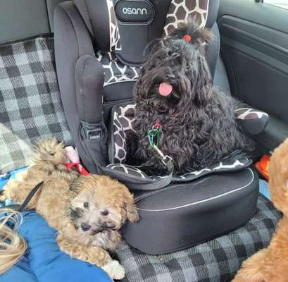 Havaneser-Beitrag-Bild