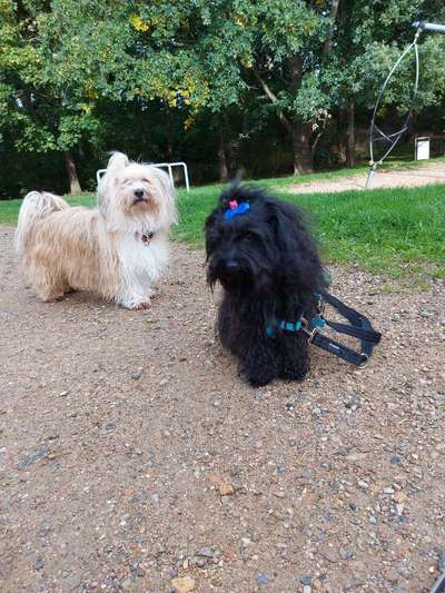 Havaneser-Beitrag-Bild