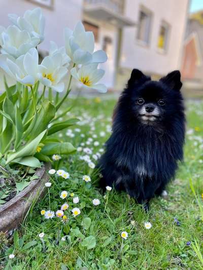 Hundetreffen-Spielerunde für kleine Hunde-Bild