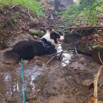 Hundetreffen-Hundefreunde gesucht-Bild