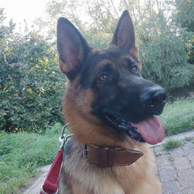 Hundetreffen-Rüpel Hund sucht gelegentlich Freunde zum Spielen