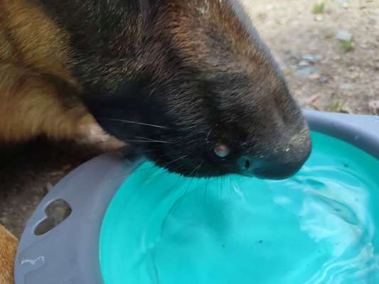 Hilfe mein hund hat das was an der schnauze-Beitrag-Bild