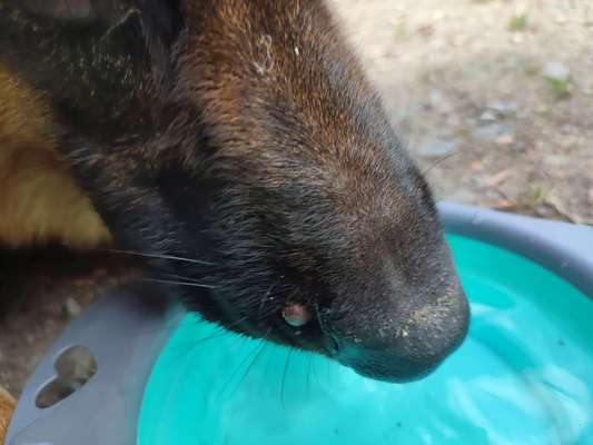 Hilfe mein hund hat das was an der schnauze-Beitrag-Bild