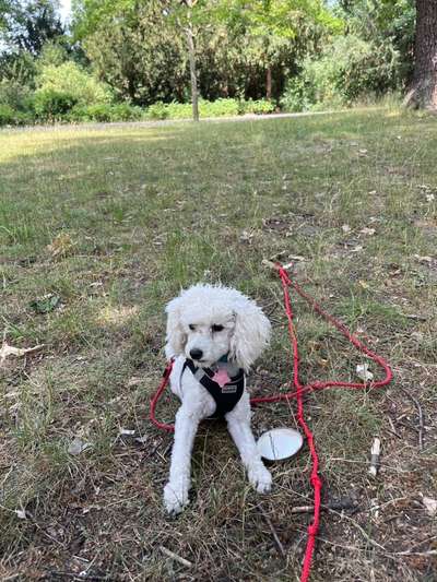 Hundetreffen-Spieltreffen für kleine Junghunde-Bild